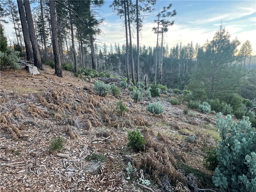 16710 Starview Loop Cobb, CA 95426 - Photo 11 of 14 a view of a forest with trees in the background