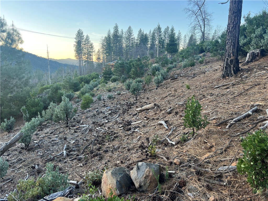 16710 Starview Loop Cobb, CA 95426 - Photo 10 of 14 a view of a forest with trees
