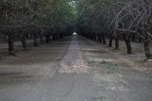 a view of a yard with a trees