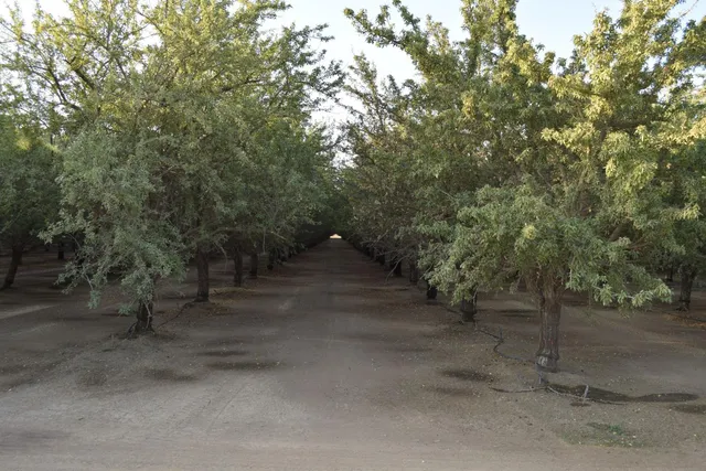 a view of a forest with trees in the background