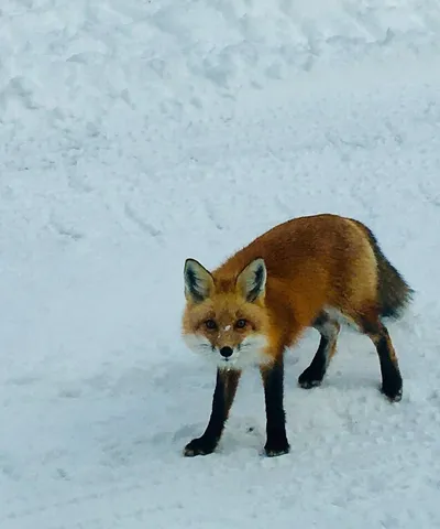 $410,000 | 124 Gray Road, Sangerville, ME 04479