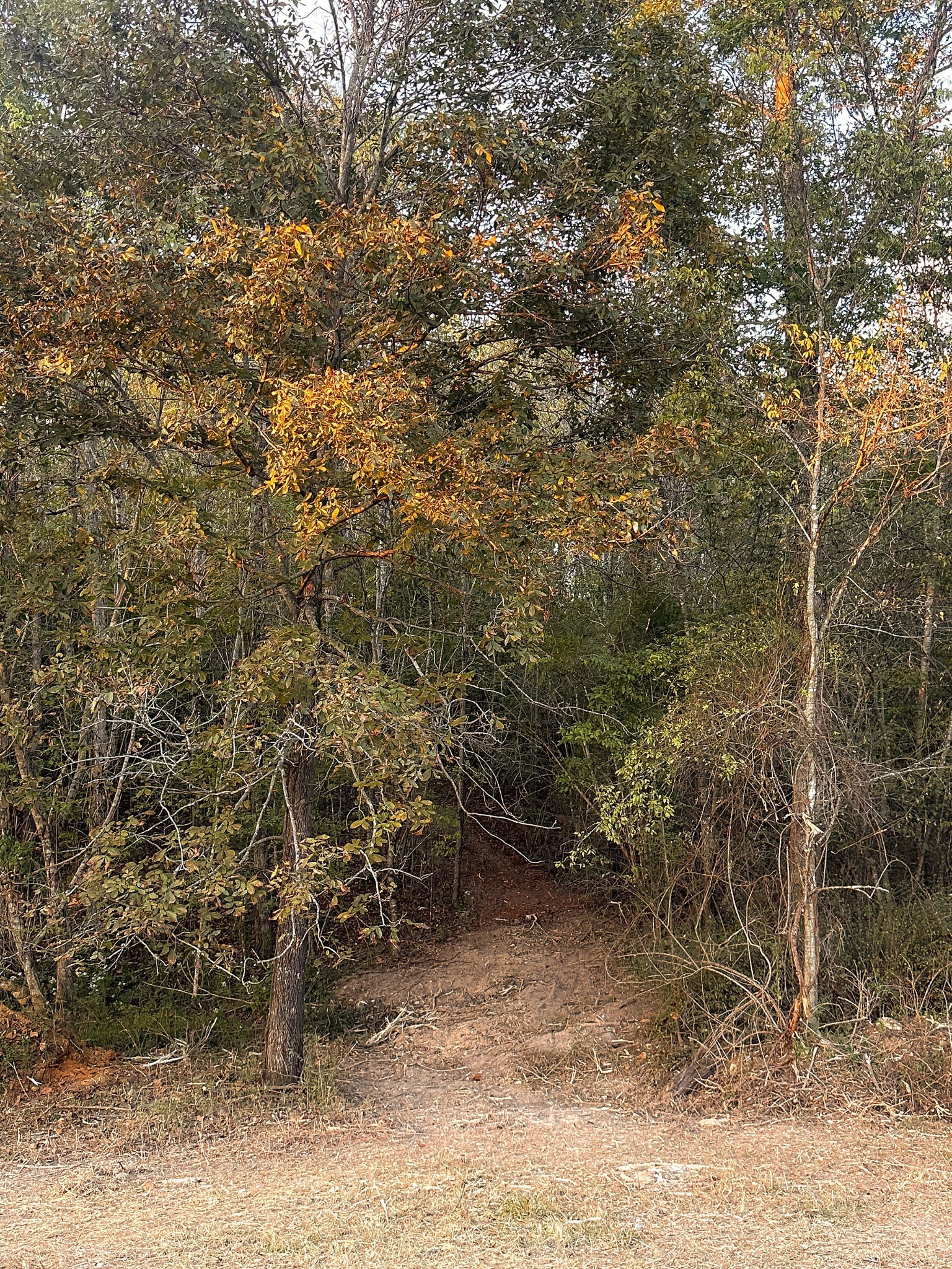 7810 West Lick Creek Road Primm Springs, TN 38476 - Photo 27 of 39 a view of a yard with large trees