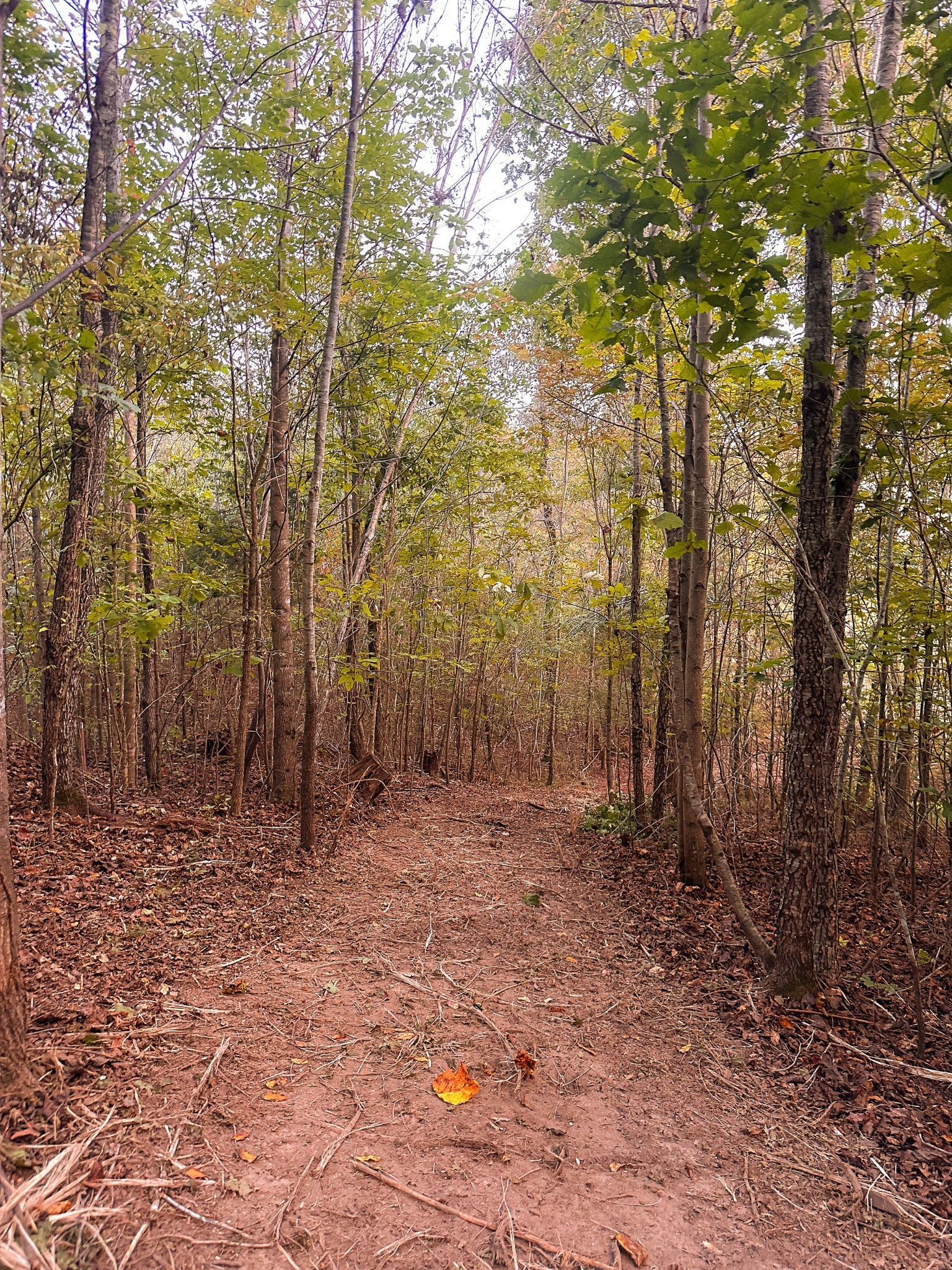 7810 West Lick Creek Road Primm Springs, TN 38476 - Photo 28 of 39 a backyard of a house with lots of trees