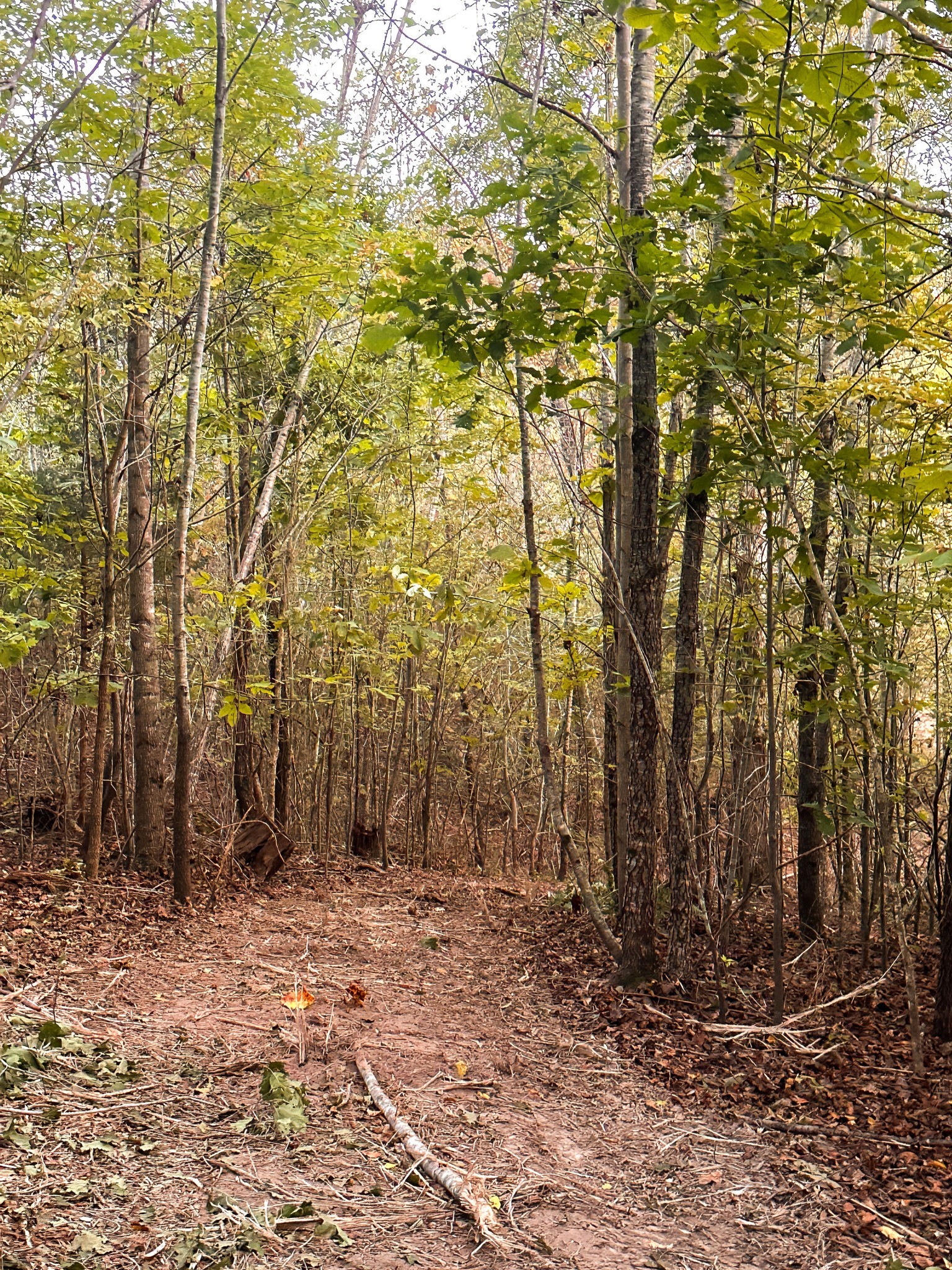 7810 West Lick Creek Road Primm Springs, TN 38476 - Photo 32 of 39 a view of a yard with trees