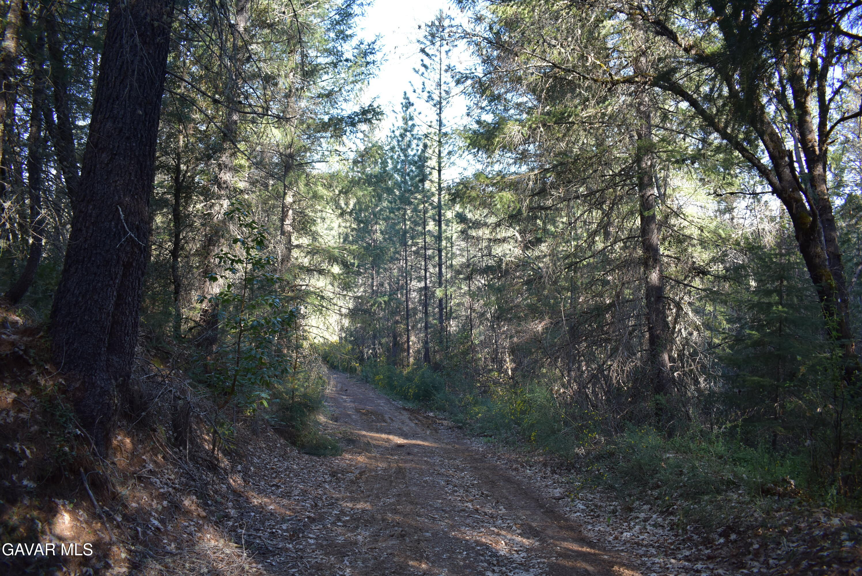 14550 Grizzly Hill Road Nevada City, CA 95959 - Photo 13 of 53 a view of a forest with trees in the background