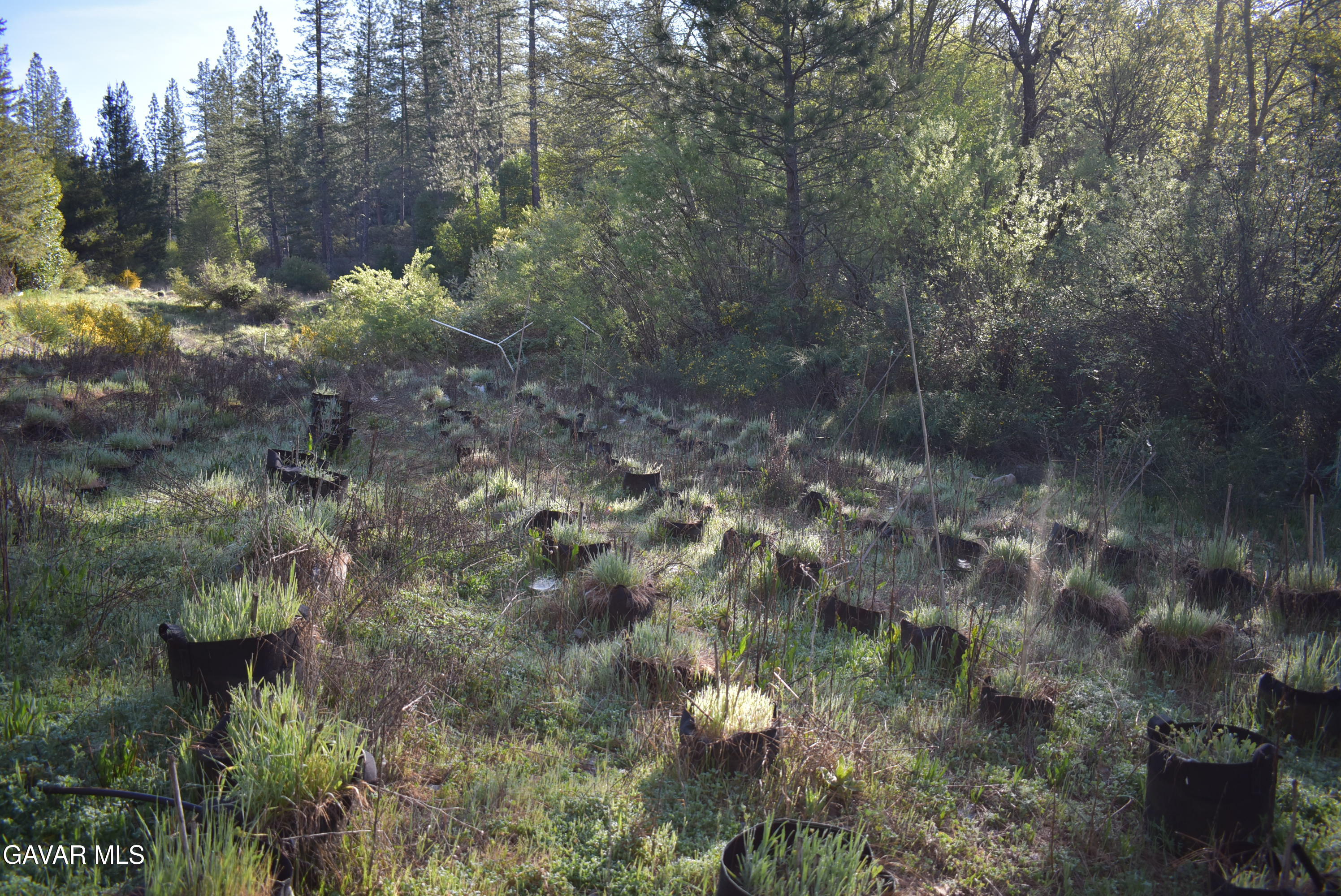 14550 Grizzly Hill Road Nevada City, CA 95959 - Photo 25 of 53 a view of a forest with lots of trees