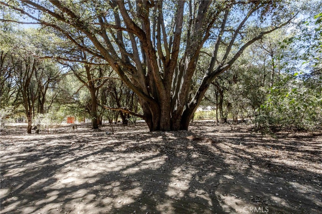 39922 Pine Bench Road Oak Glen, CA 92399 - Photo 4 of 34 Gallery Image 4