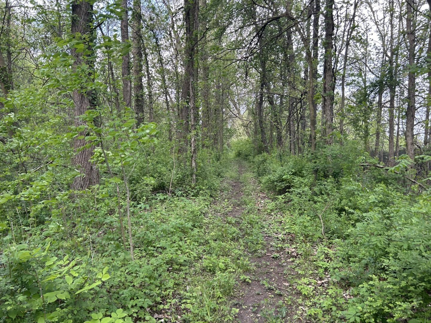 Vl Litchfield Road Quincy, MI 49082 - Photo 7 of 26 LF7