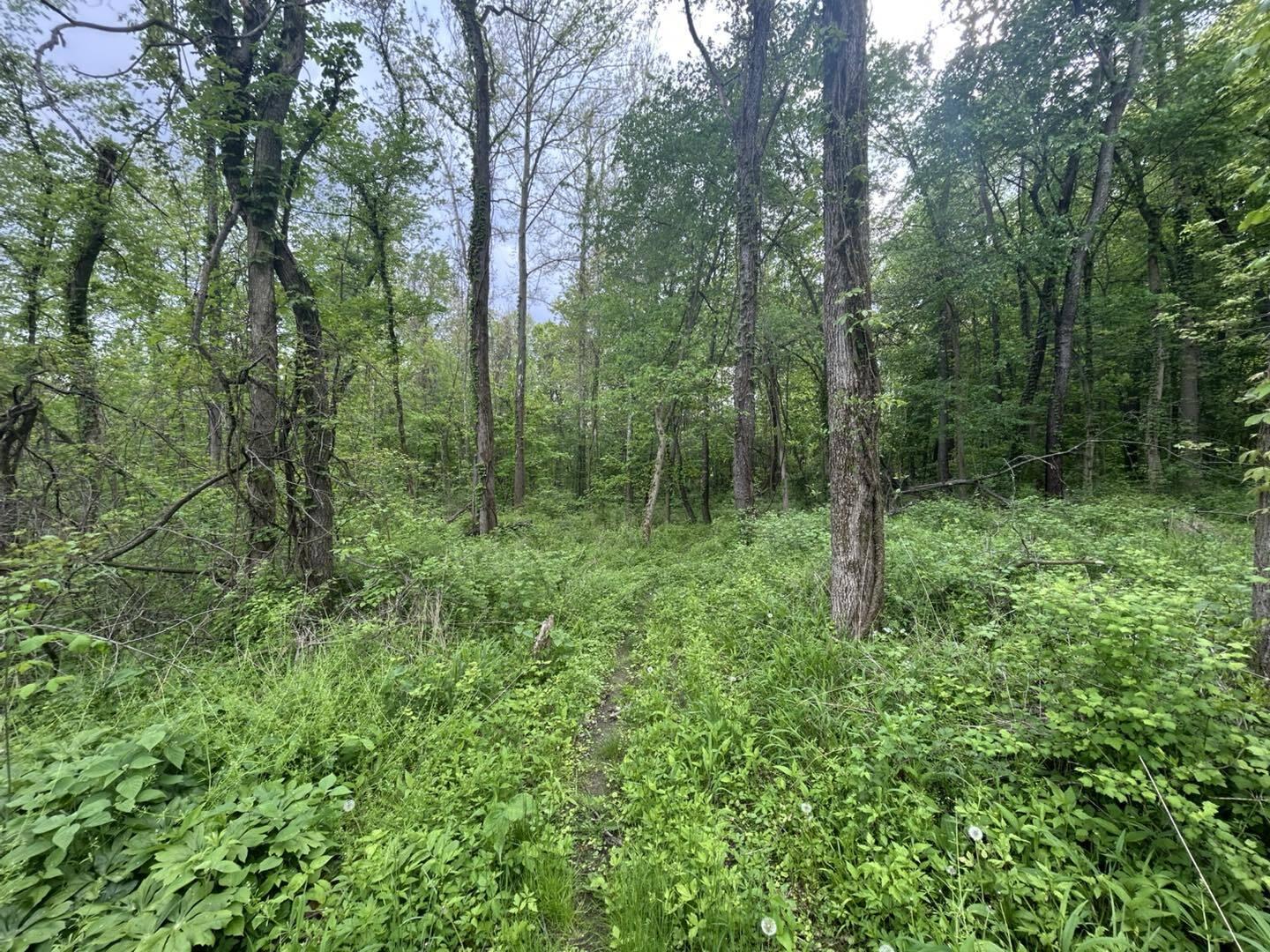 Vl Litchfield Road Quincy, MI 49082 - Photo 8 of 26 LF8