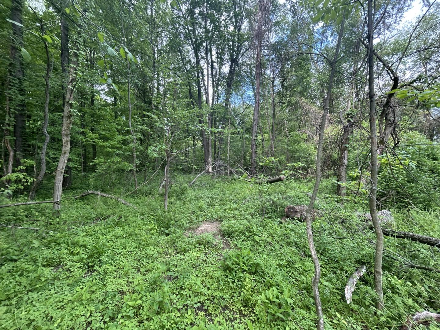 Vl Litchfield Road Quincy, MI 49082 - Photo 9 of 26 LF9