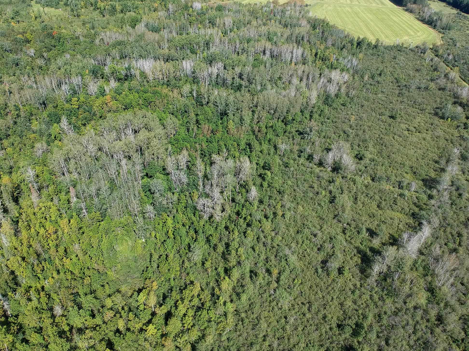 4048 Little Road Barnum, MN 55707 - Photo 21 of 30 Aerial view of property's location featuring a forest