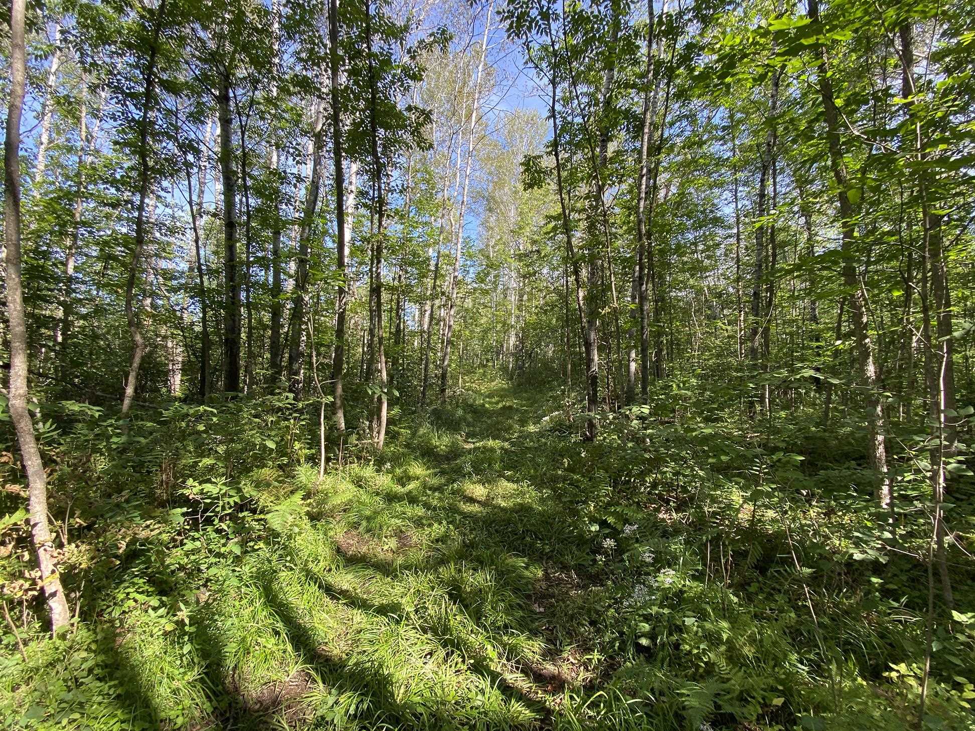 4048 Little Road Barnum, MN 55707 - Photo 24 of 30 View of wooded area