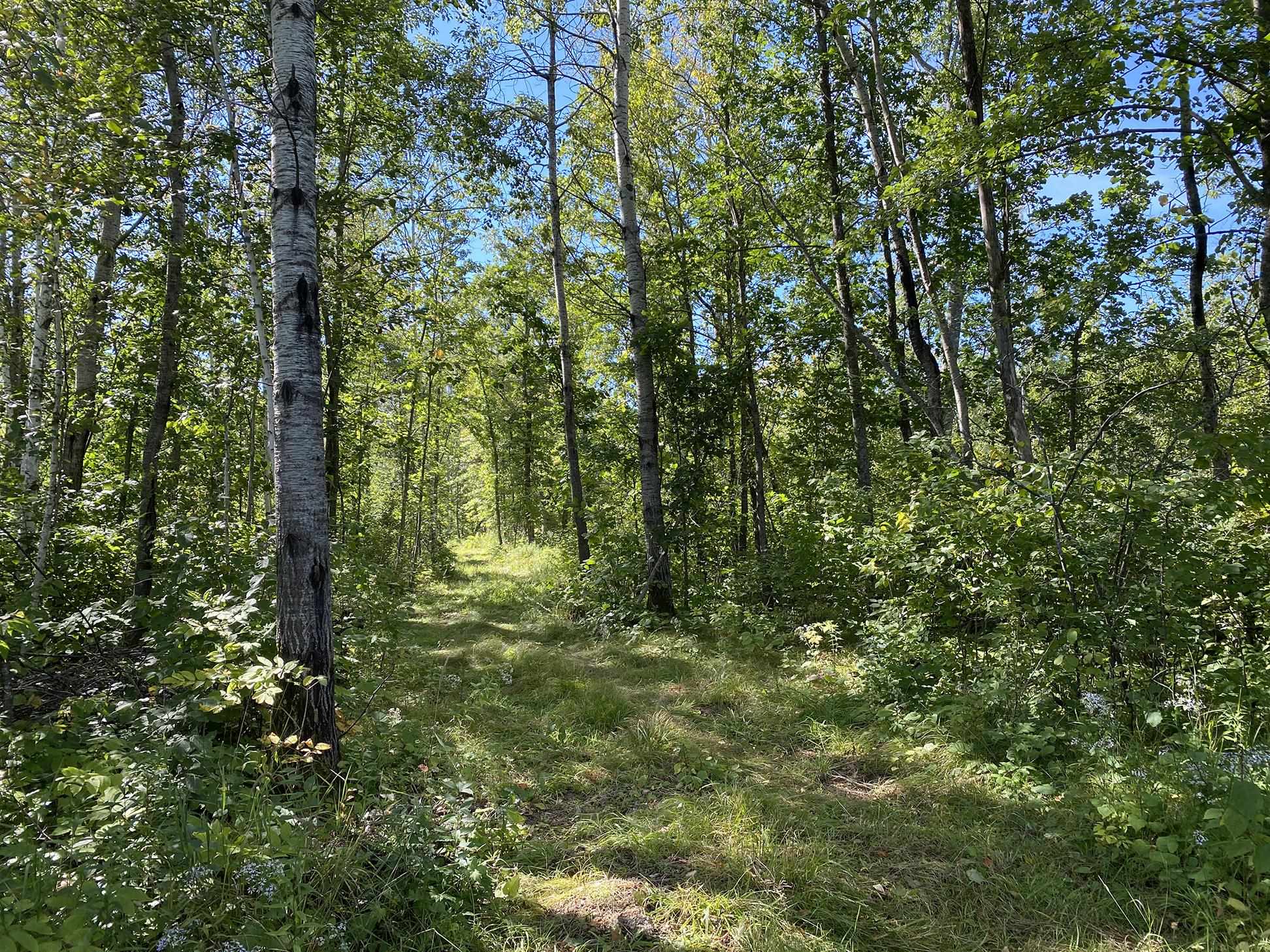 4048 Little Road Barnum, MN 55707 - Photo 26 of 30 View of tree filled area