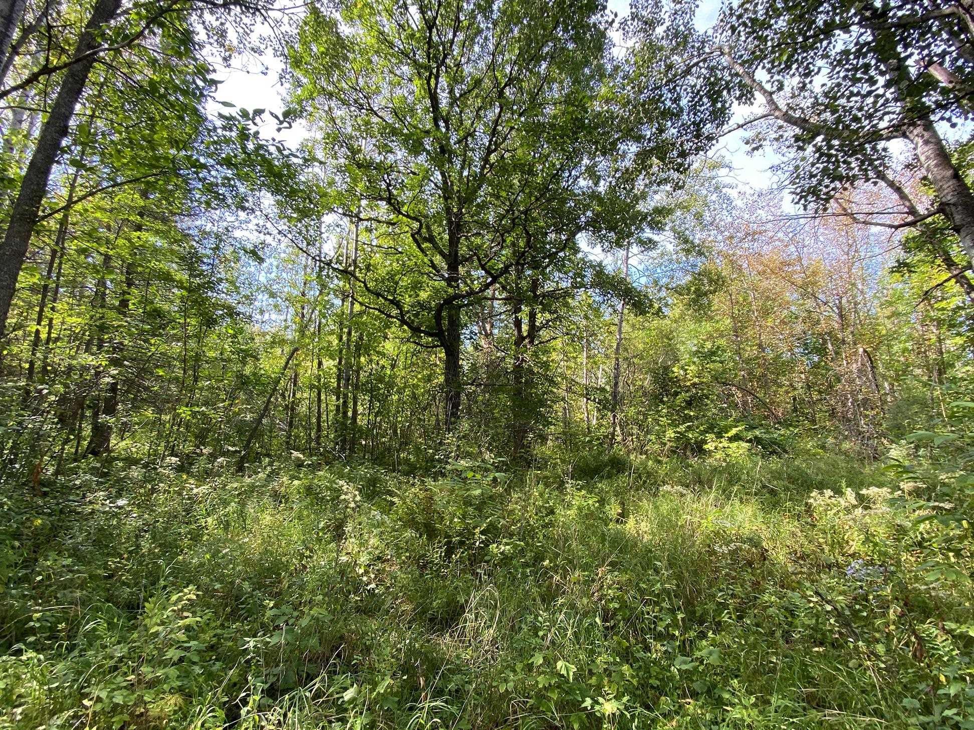 4048 Little Road Barnum, MN 55707 - Photo 27 of 30 View of wooded area