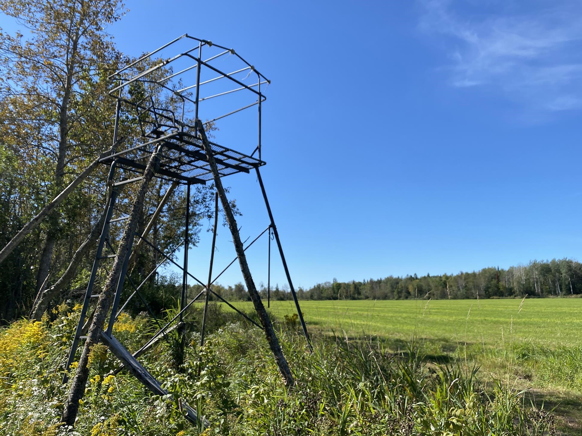 4048 Little Road Barnum, MN 55707 - Photo 4 of 30 Exterior view of a heavily wooded area