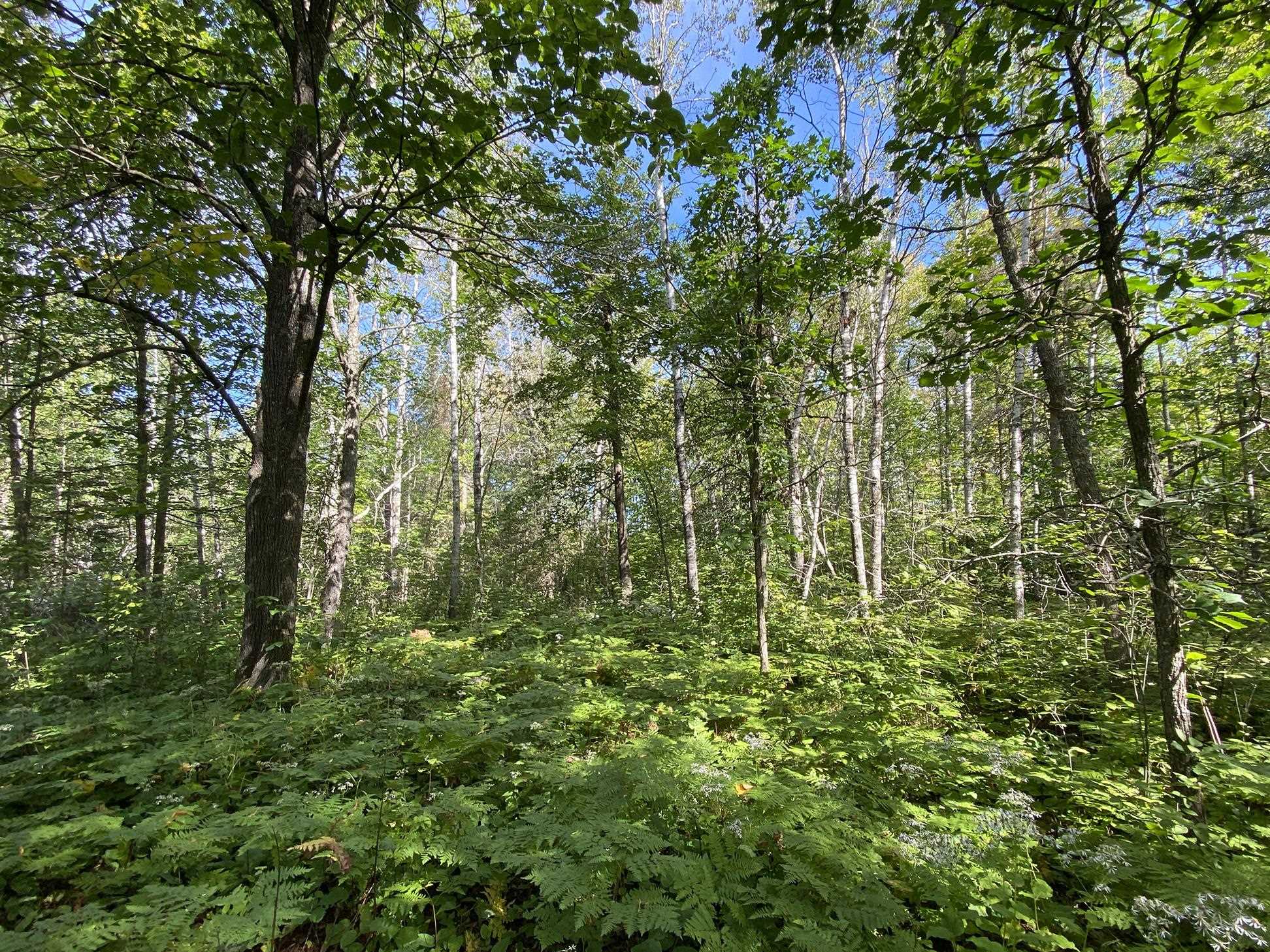 4048 Little Road Barnum, MN 55707 - Photo 6 of 30 View of wooded area