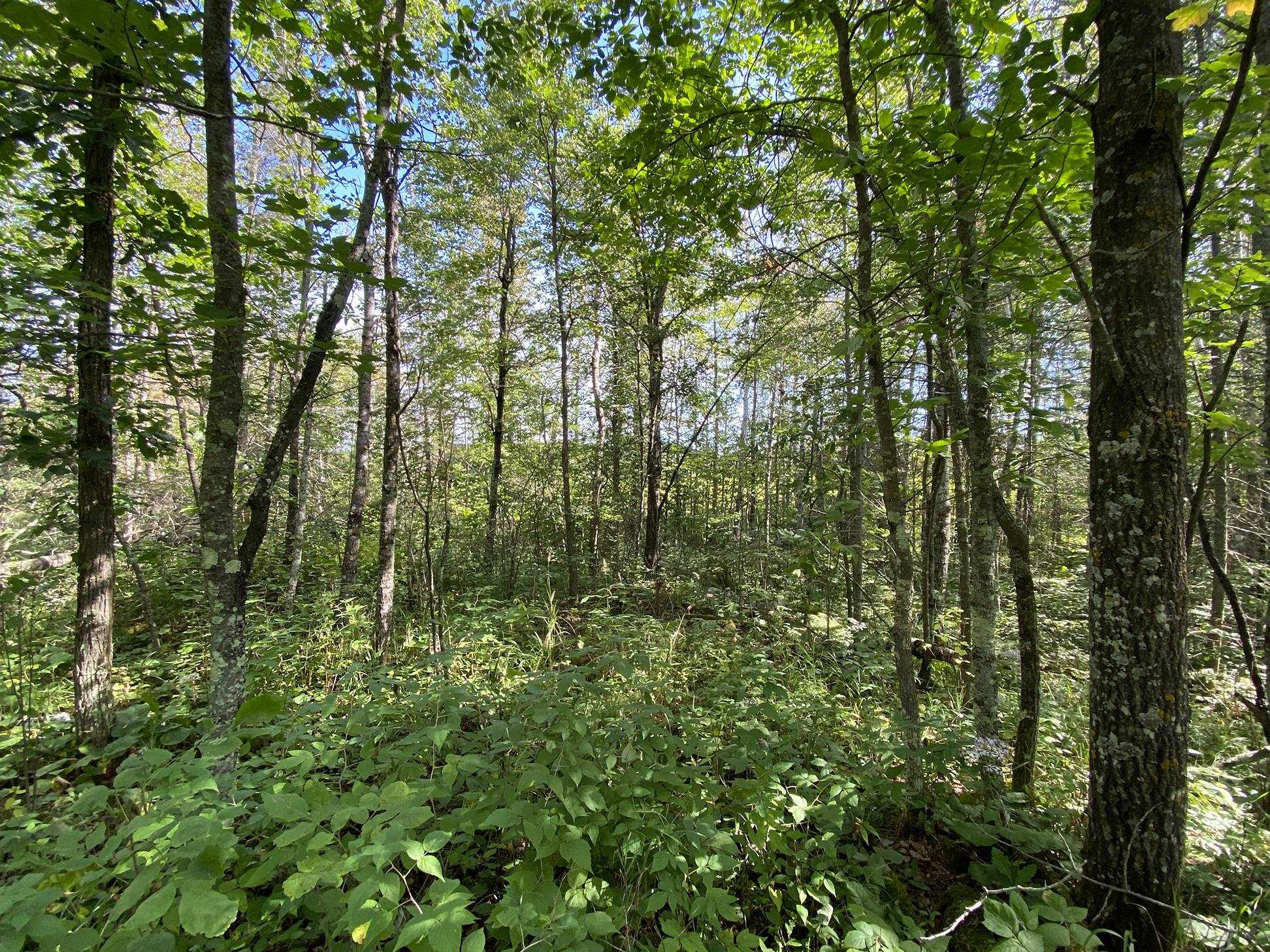 4048 Little Road Barnum, MN 55707 - Photo 10 of 30 View of woods