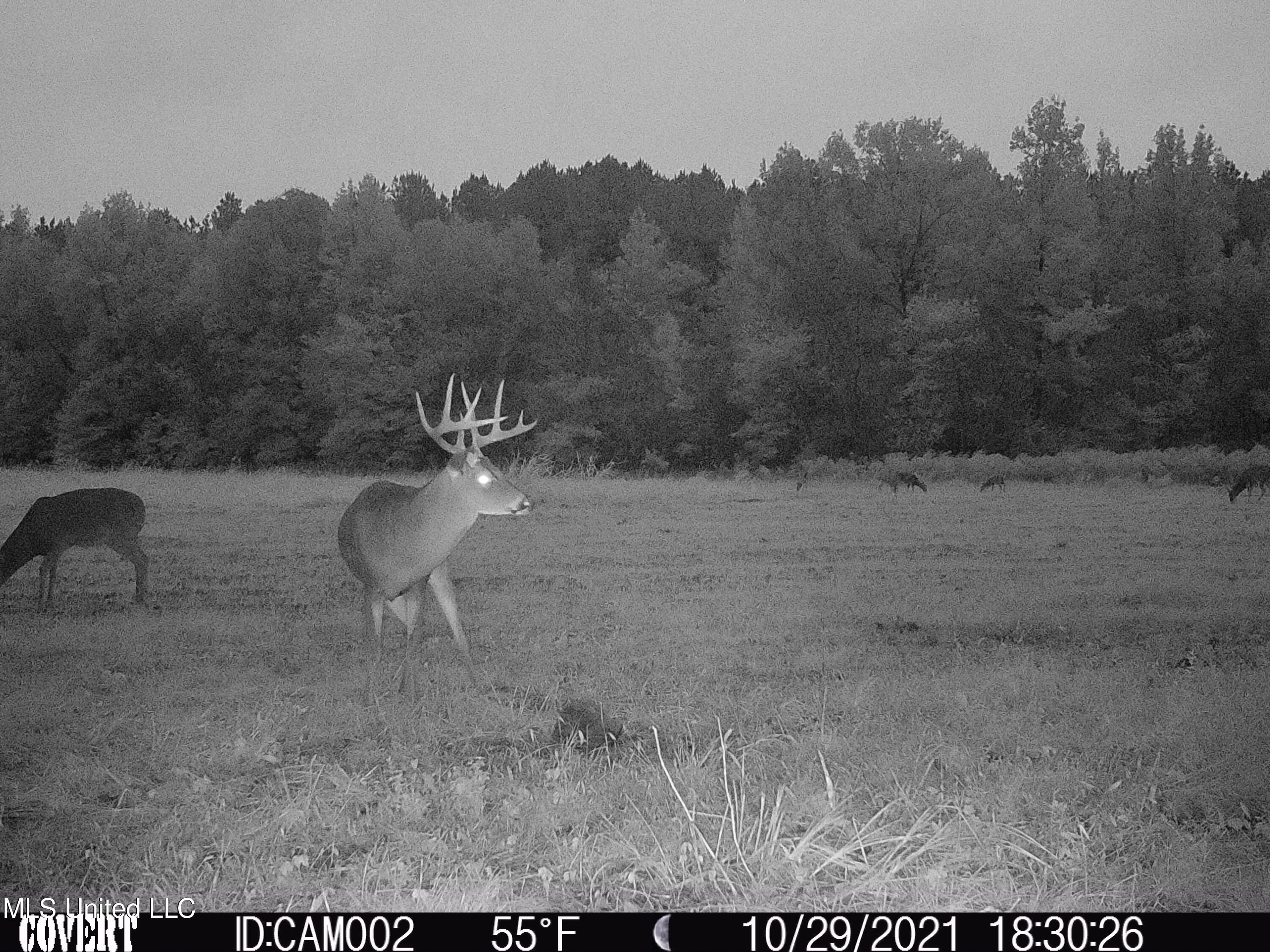 1350 Cascilla Road Holcomb, MS 38940 - Photo 47 of 52 DCIM0231
