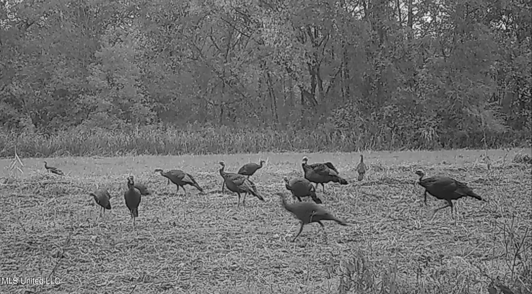 1350 Cascilla Road Holcomb, MS 38940 - Photo 51 of 52 turkey7
