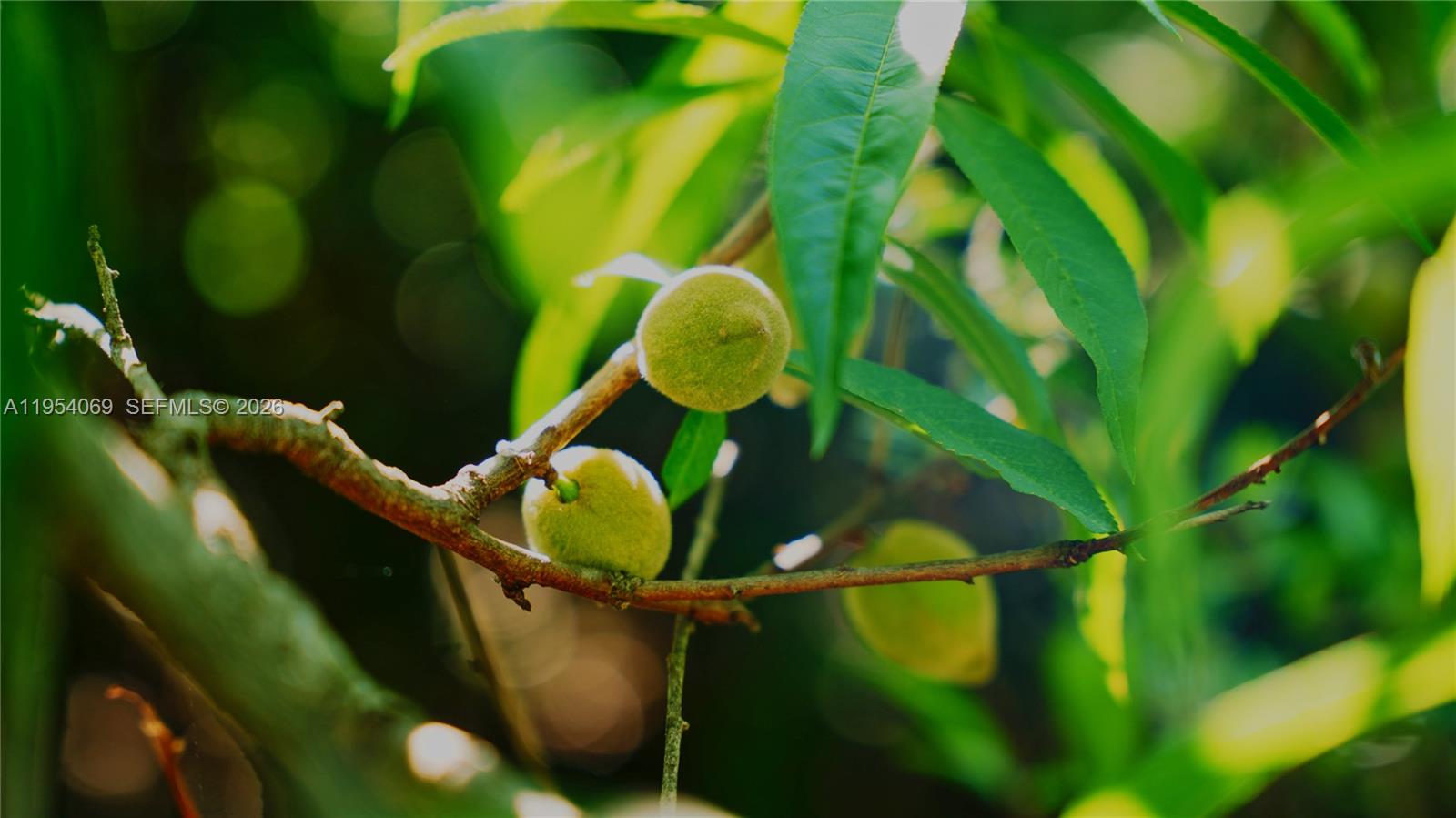 1 Segundo Paredon undefined, undefined 5186 - Photo 11 of 57 a bird view of a garden