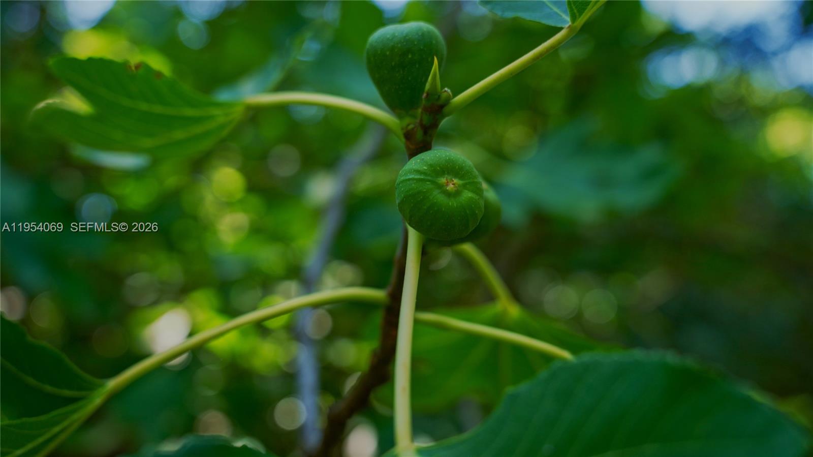 1 Segundo Paredon undefined, undefined 5186 - Photo 12 of 57 a backyard of a house
