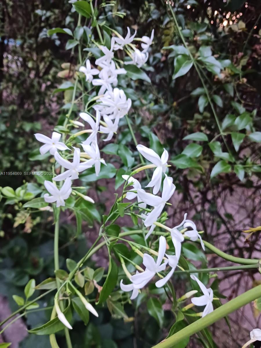 1 Segundo Paredon undefined, undefined 5186 - Photo 13 of 57 a picture of flowers