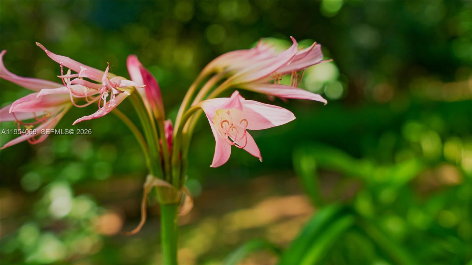 1 Segundo Paredon undefined, undefined 5186 - Photo 14 of 57 a view of a small yard