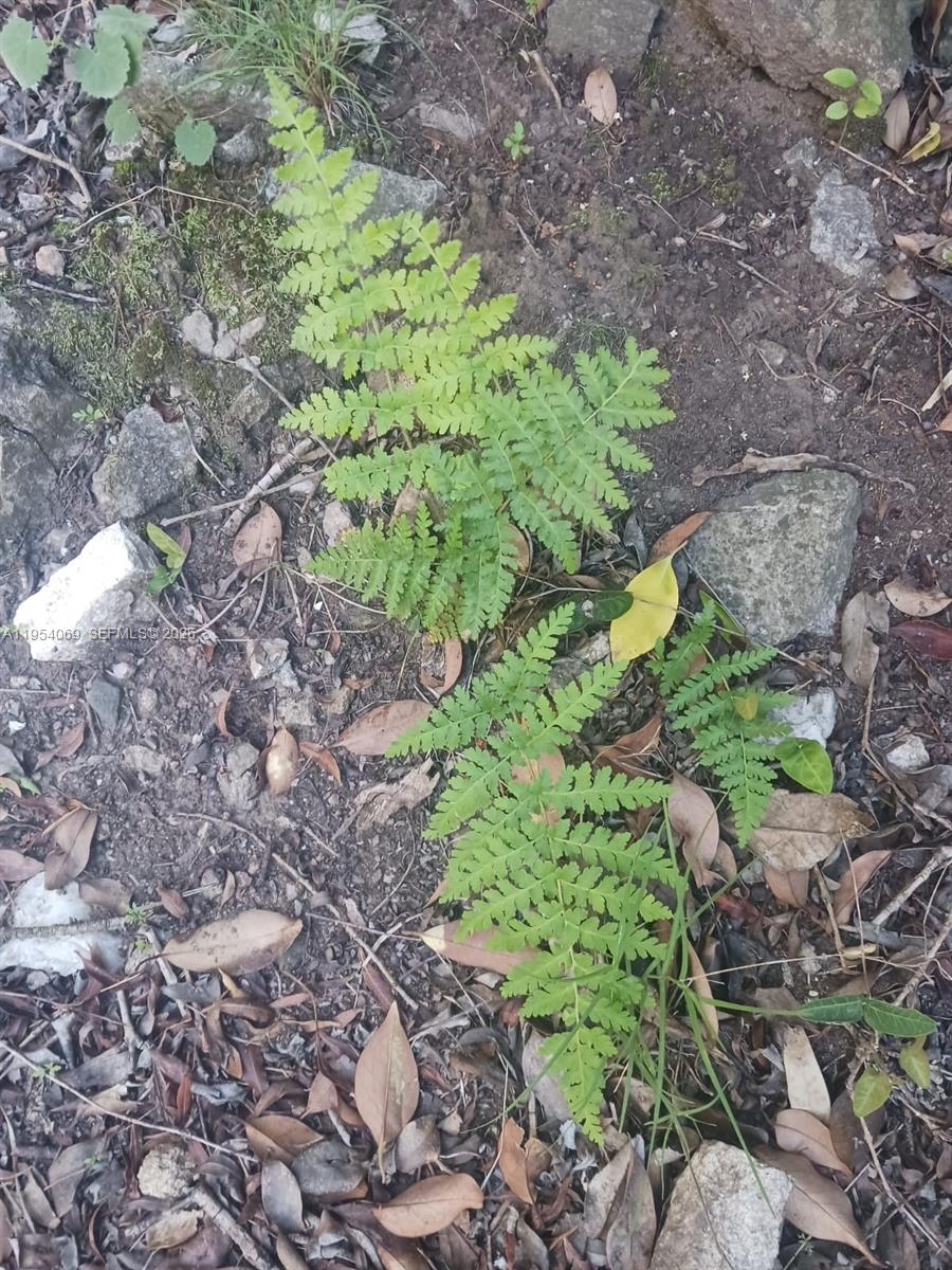 1 Segundo Paredon undefined, undefined 5186 - Photo 54 of 57 a plant that is in middle of the green