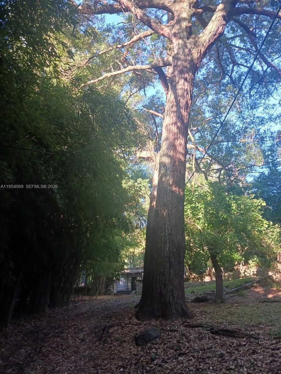 1 Segundo Paredon undefined, undefined 5186 - Photo 55 of 57 a view of a tree