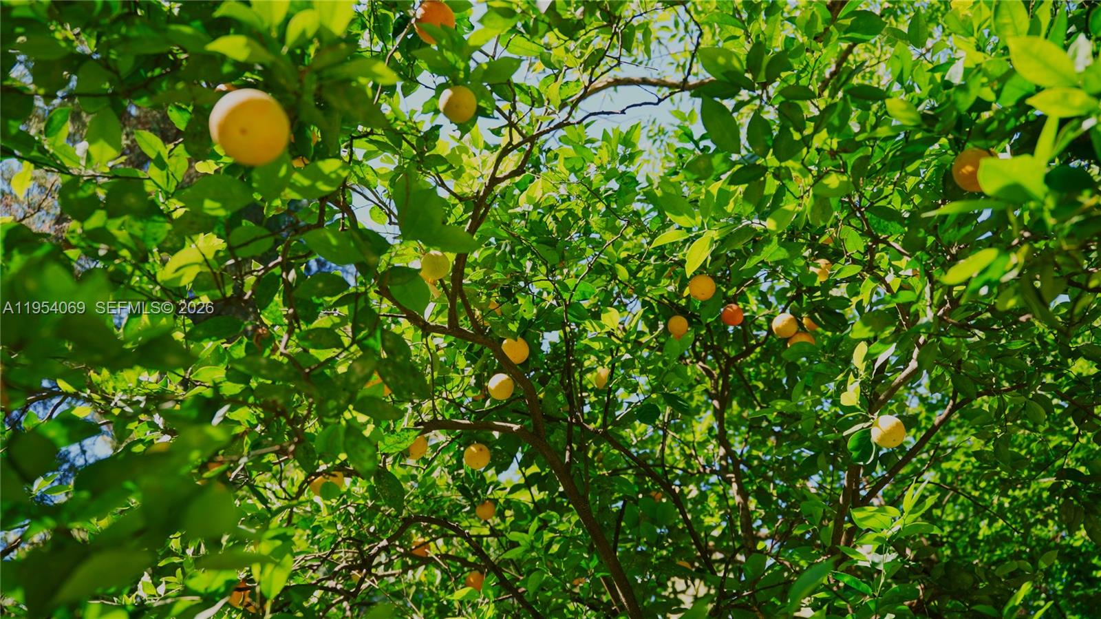 1 Segundo Paredon undefined, undefined 5186 - Photo 9 of 57