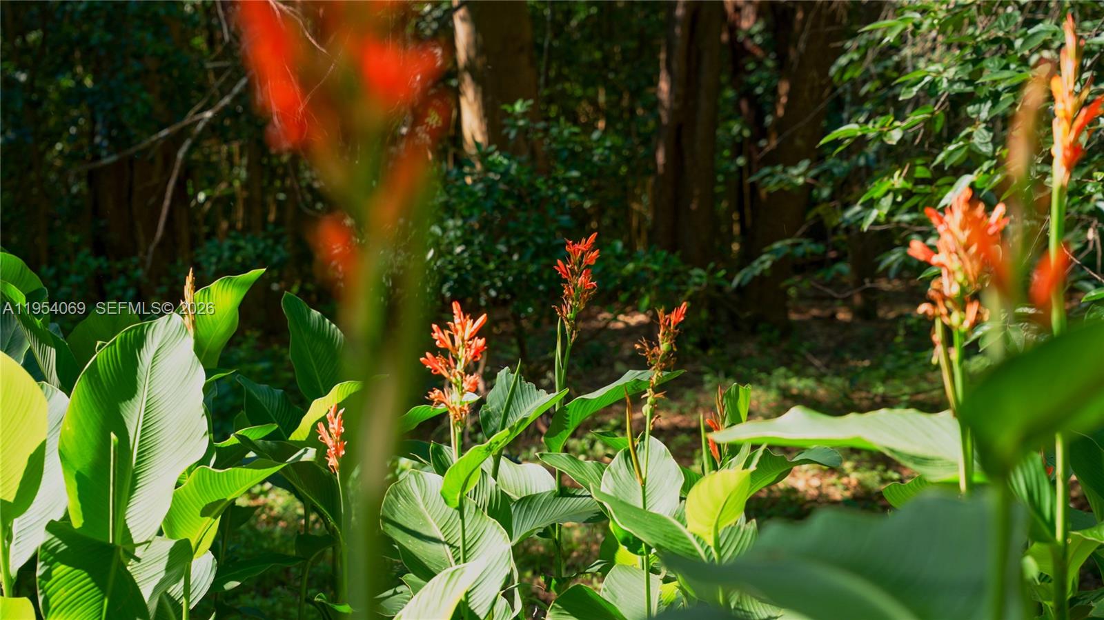1 Segundo Paredon undefined, undefined 5186 - Photo 10 of 57 a backyard of a house with lots of green space