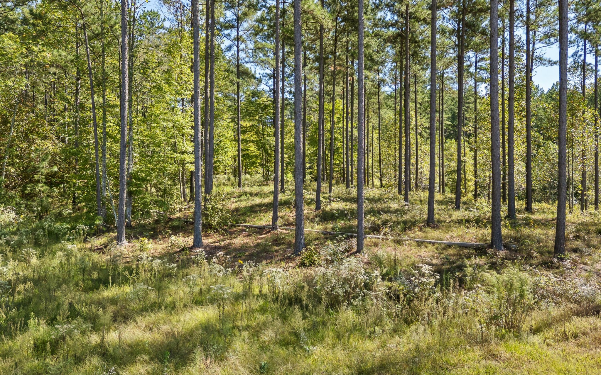 1098 Birds Eye Way Guild, TN 37340 - Photo 14 of 20