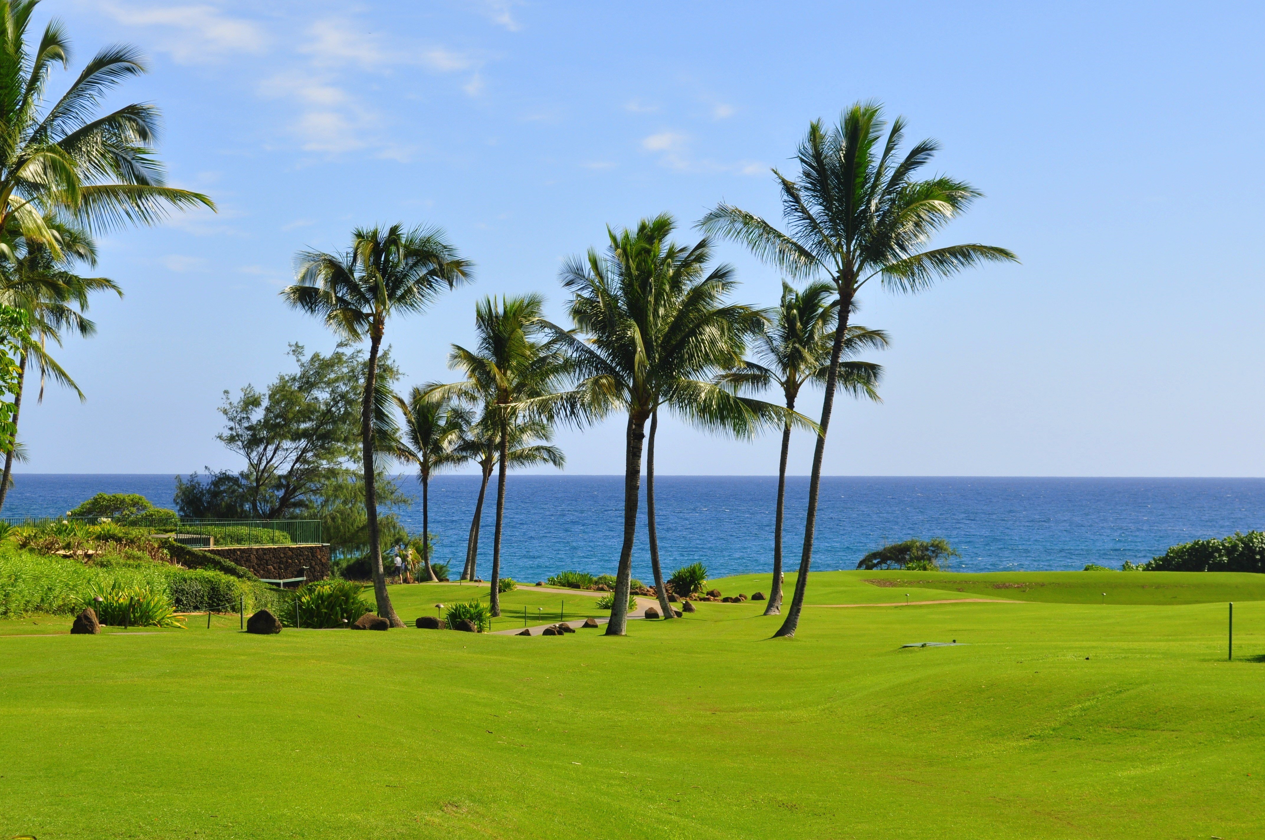 1565 Pe'e Road, Unit 418 Koloa, HI 96756 - Photo 30 of 30 a view of a palm tree with a yard