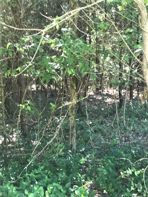 1522 Cottonport Ridge Road, Unit 7 Decatur, TN 37322 - Photo 3 of 8 Cottonport Ridge Lane Vinca groundcover