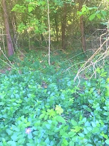1522 Cottonport Ridge Road, Unit 7 Decatur, TN 37322 - Photo 6 of 8 Cottonport Ridge Lane meadow