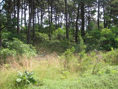 263 Coles Neck Road Wellfleet, MA 02667 - Photo 8 of 8 Additional Photo
