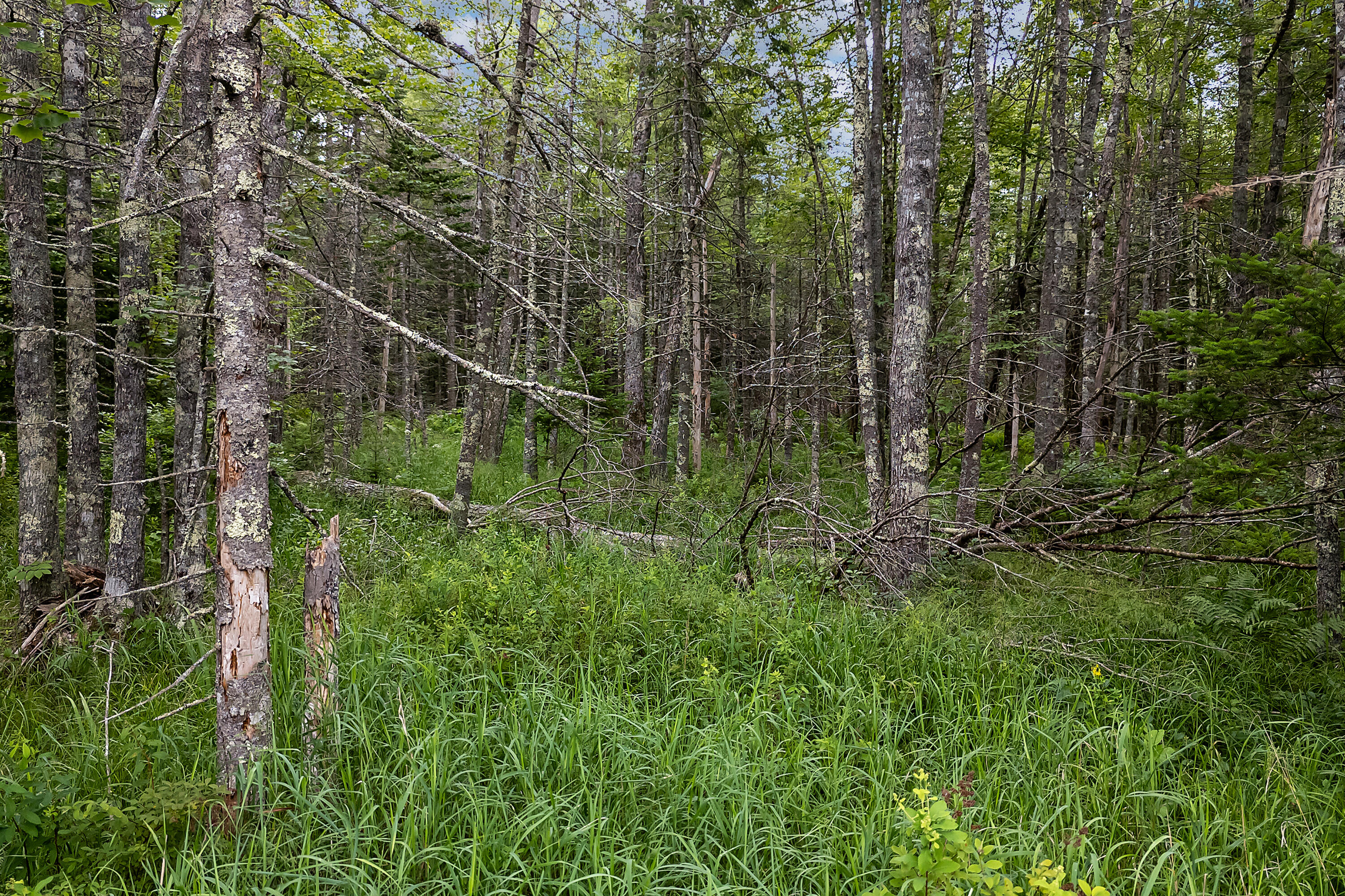 273 Feylers Corner Road Waldoboro, ME 04572 - Photo 4 of 28