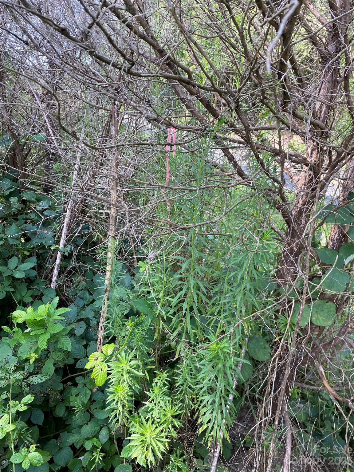0 Capps Road Bessemer City, NC 28016 - Photo 4 of 6 a backyard of a building with lots of trees