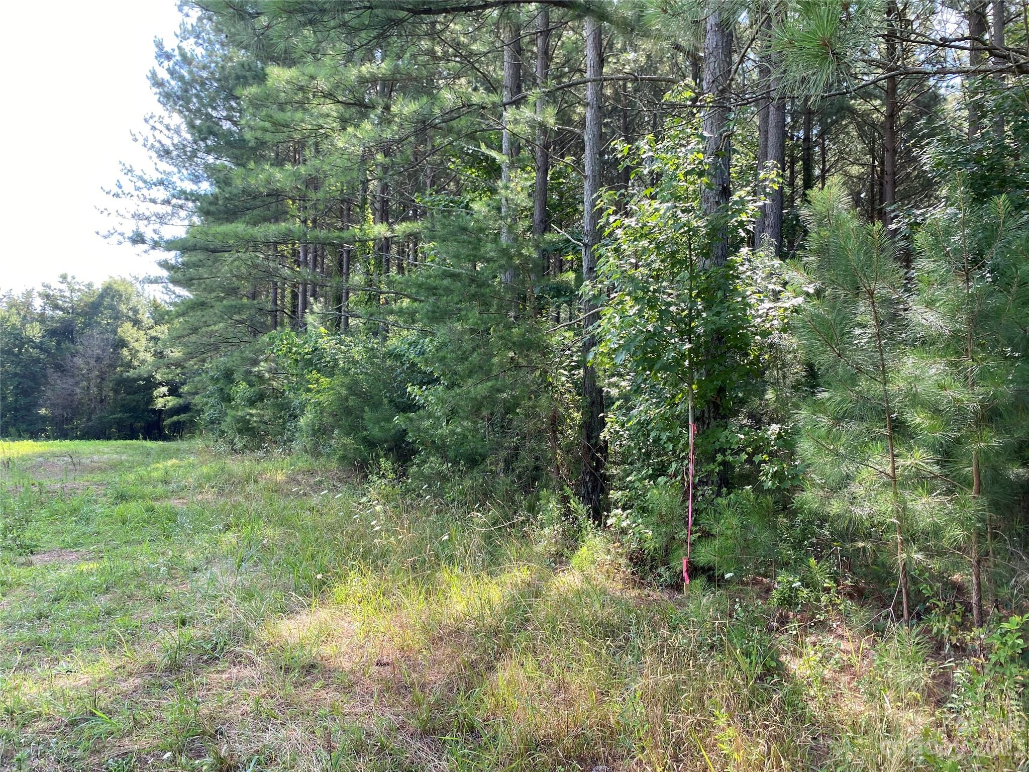 0 Capps Road Bessemer City, NC 28016 - Photo 5 of 6 a view of a lush green forest