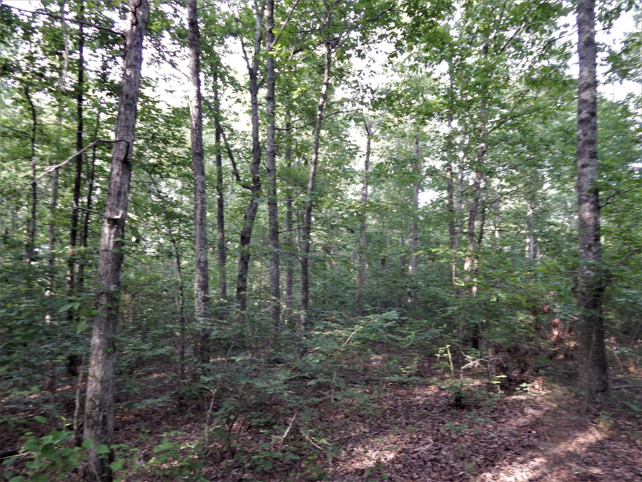 1722 Natural Bridge Road Waynesboro, TN 38485 - Photo 36 of 38 Gallery Image 36