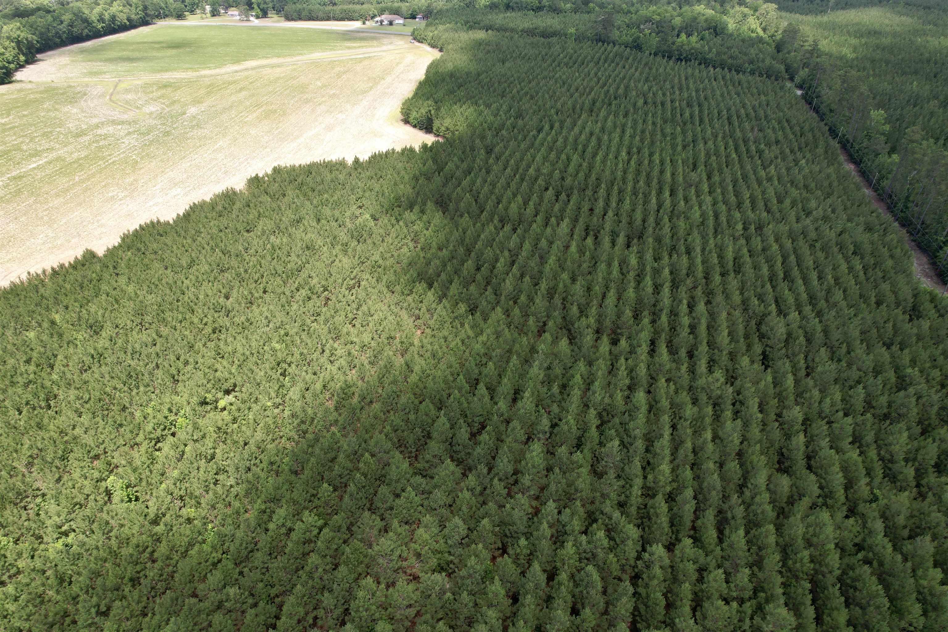 83.03-acres - Birch Creek Road Andrews, SC 29510 - Photo 13 of 25