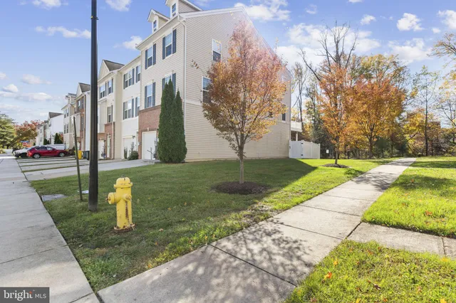 a park with large trees