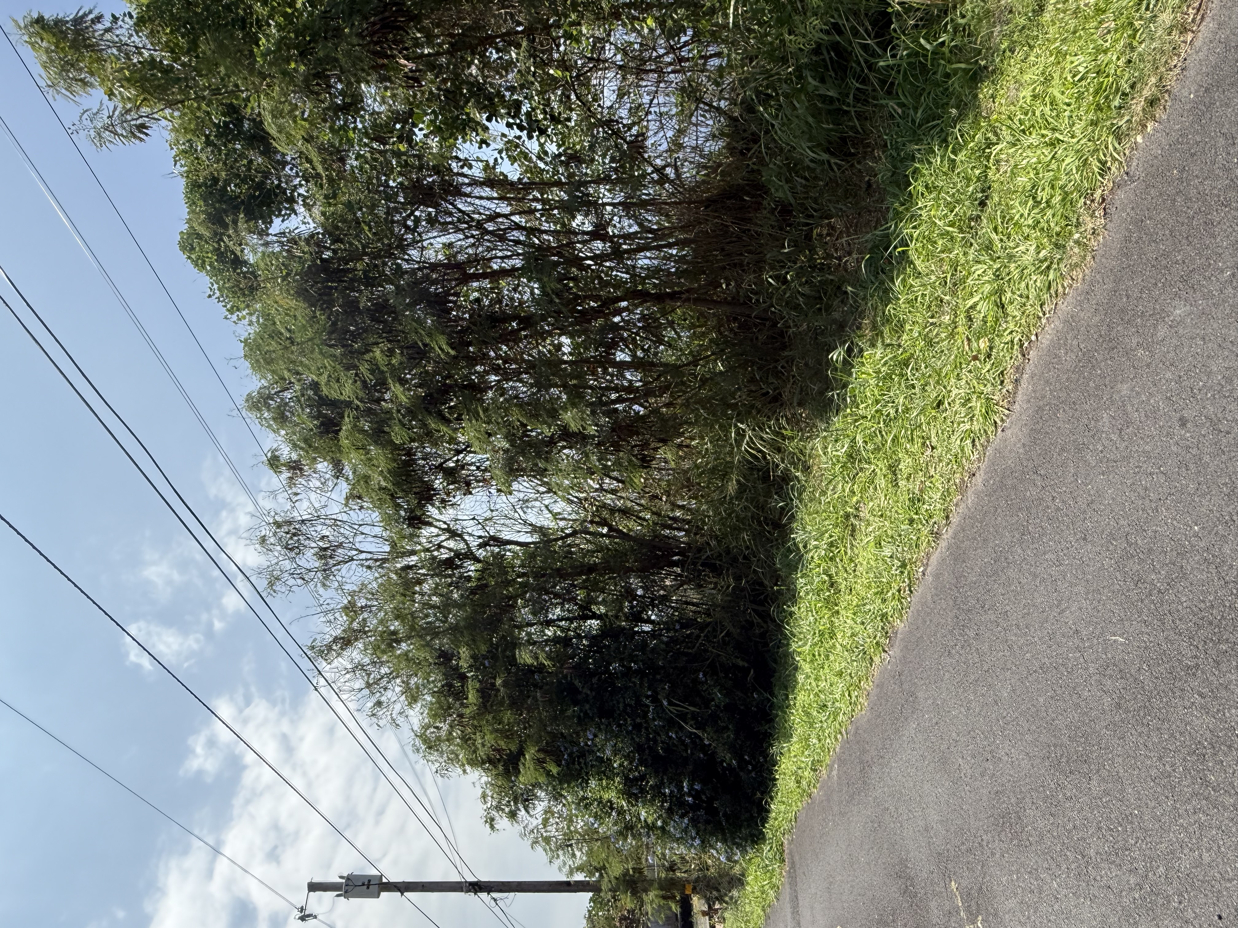 143 Ea Road Captain Cook, HI 96704 - Photo 12 of 15 a view of a garden