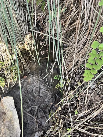 a close up of a plant in a garden