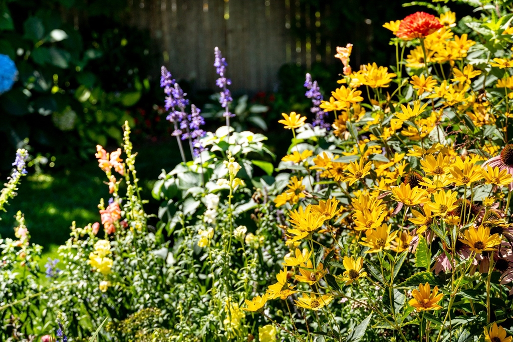 160 Abbott Street Springfield, MA 01118 - Photo 32 of 34 a view of flowers in a garden