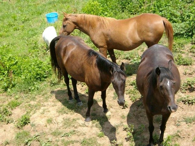 260 Hog Hollow Road Bethpage, TN 37022 - Photo 19 of 20 Gallery Image 19