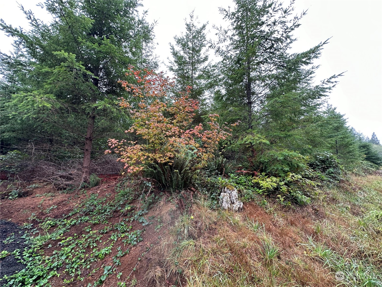 51 Foreman Road McCleary, WA 98557 - Photo 5 of 11 Gallery Image 5