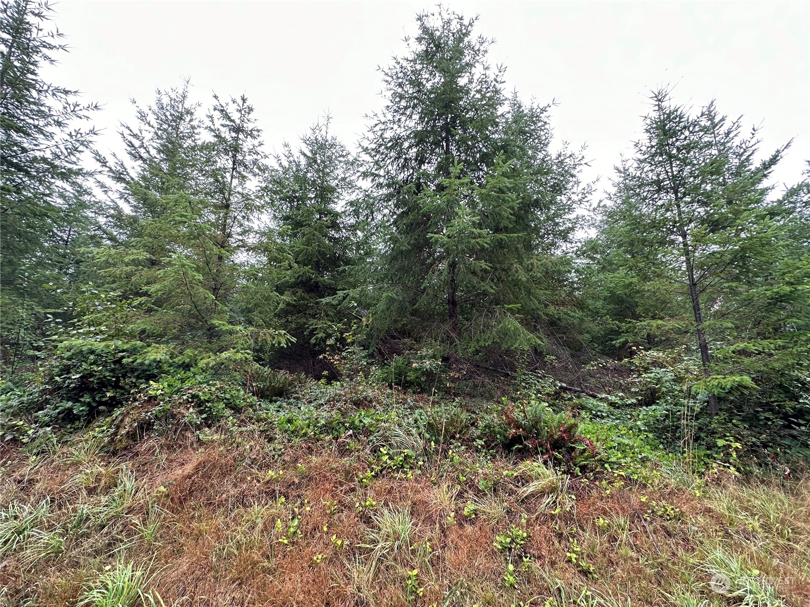51 Foreman Road McCleary, WA 98557 - Photo 6 of 11 Gallery Image 6