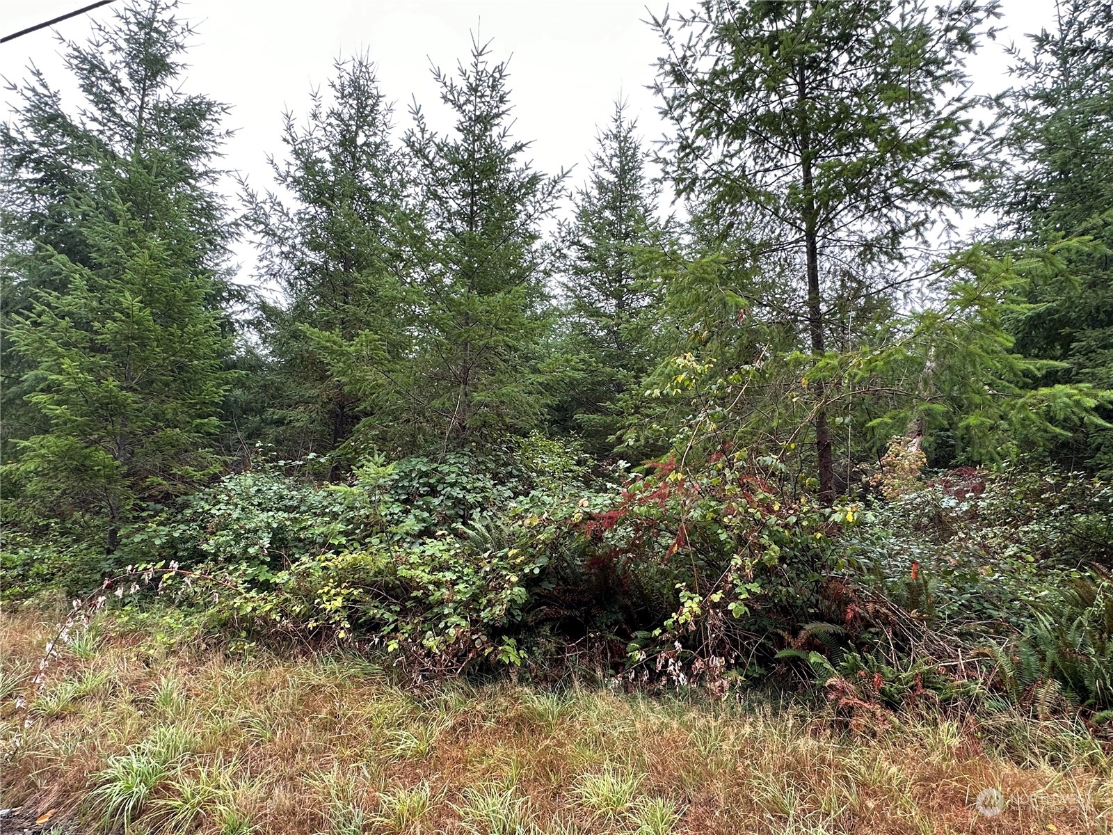 51 Foreman Road McCleary, WA 98557 - Photo 8 of 11 Gallery Image 8