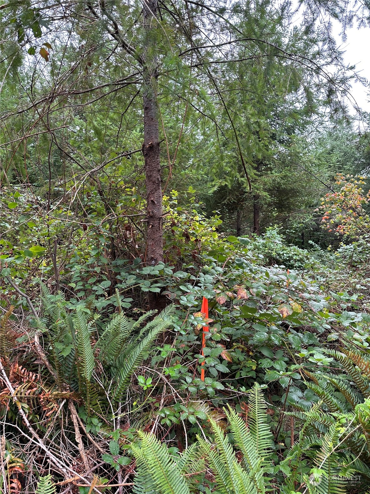 51 Foreman Road McCleary, WA 98557 - Photo 9 of 11 Gallery Image 9